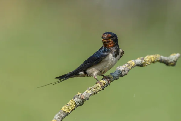 Fienile inghiottire nella natura — Foto Stock