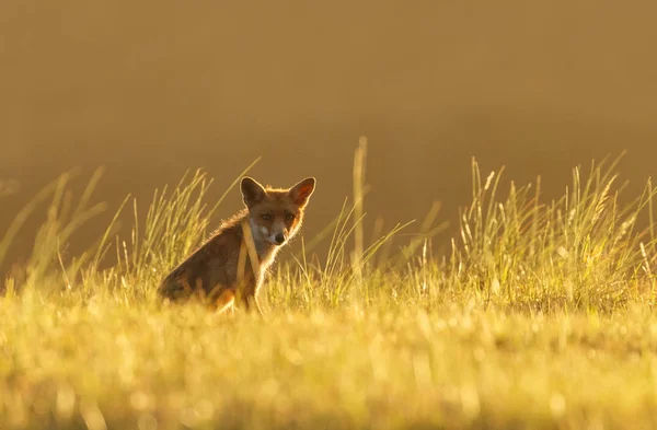 Zorro rojo en la naturaleza — Foto de Stock