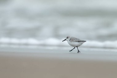 Sanderling (Calidris alba) kuş 