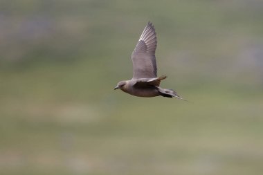 Uçuş Kutup korsan martı