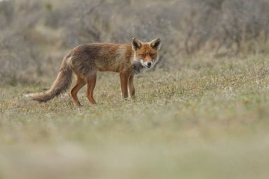 kızıl tilki doğada