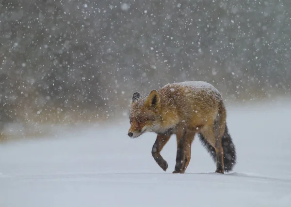 Zorro rojo camina por la nieve — Foto de Stock