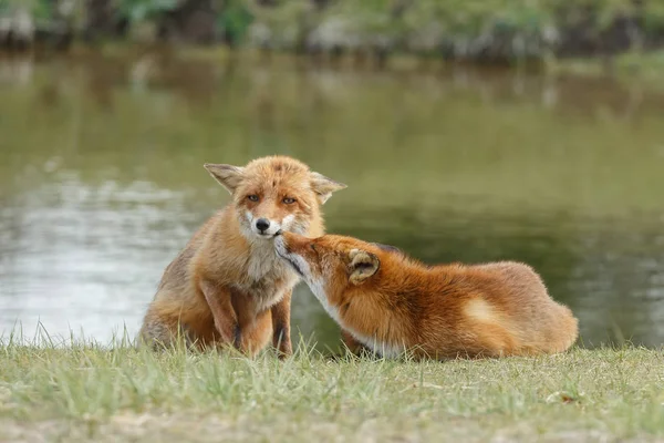 Raposa vermelha mãe e filhote — Fotografia de Stock