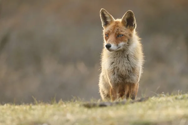 자연계의 붉은 여우 — 스톡 사진