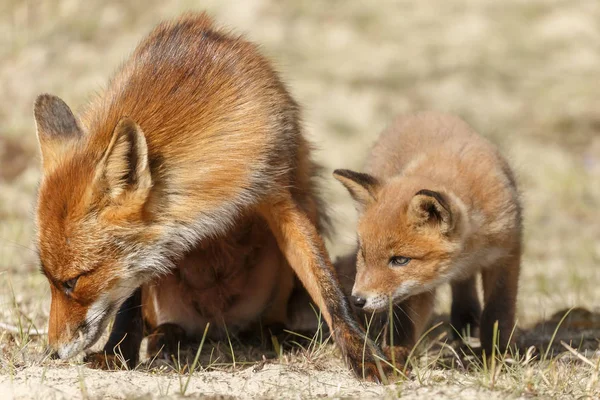 Κόκκινη αλεπού μητέρα και cub — Φωτογραφία Αρχείου