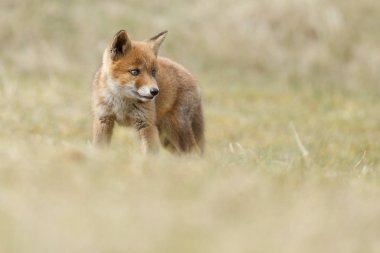 Kırmızı tilki yavrusu doğa 