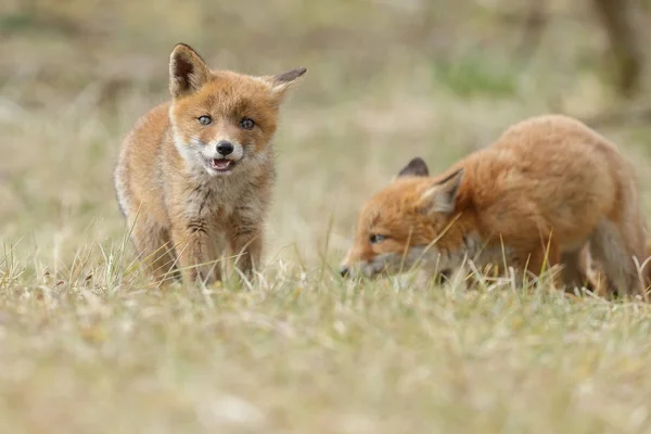 두 개의 붉은 여우 새끼 — 스톡 사진