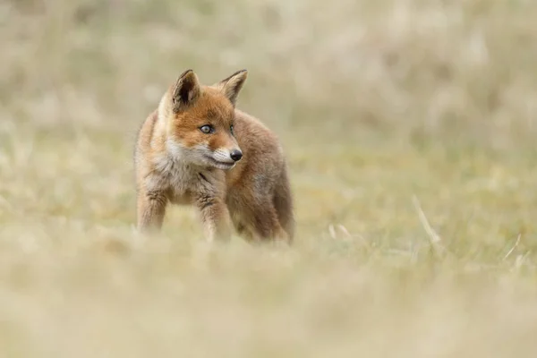 Red fox cub i naturen — Stockfoto