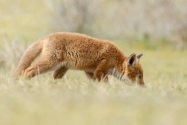 自然の中の赤狐カブ — ストック写真