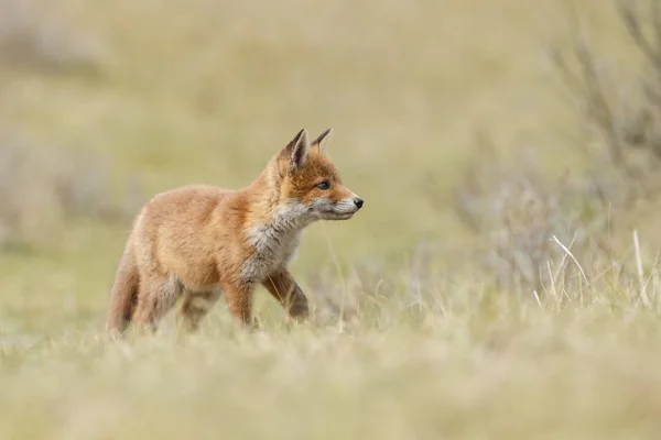 Cucciolo di volpe rossa in natura — Foto Stock