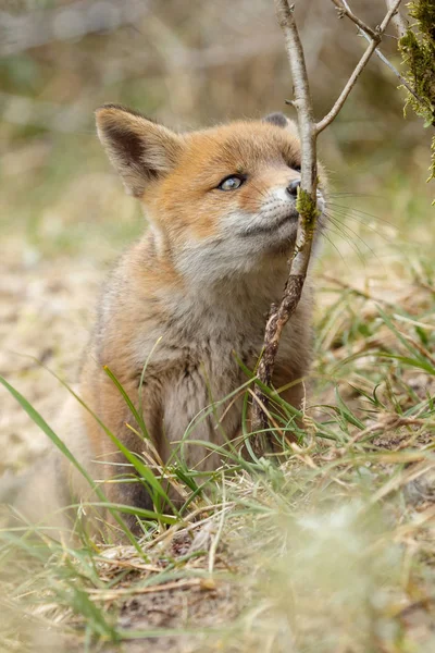 Κόκκινη αλεπού cub στη φύση — Φωτογραφία Αρχείου