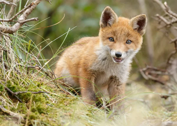 Rotfuchsjunges in der Natur — Stockfoto