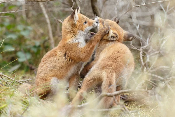 Dois filhotes de raposa vermelha — Fotografia de Stock