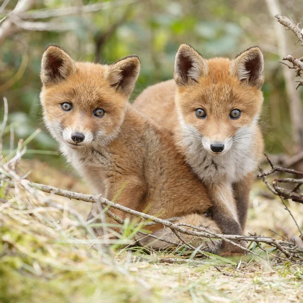 Dvě mláďata red fox — Stock fotografie