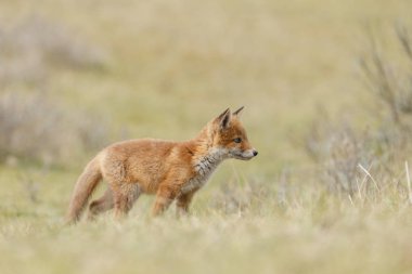 Kırmızı tilki yavrusu doğa 