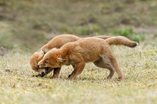 Два червоних лисиць дитинчат — стокове фото