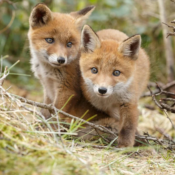 Dois filhotes de raposa vermelha — Fotografia de Stock