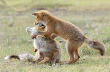 iki kırmızı tilki yavrularını