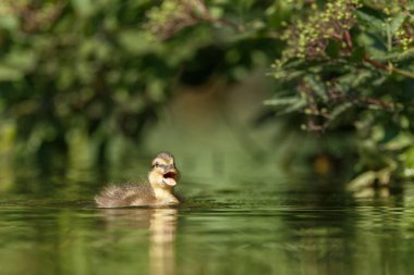 Küçük ördek gölde Yüzme.