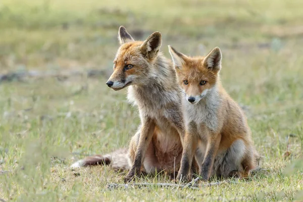 Δύο cubs Κόκκινη αλεπού — Φωτογραφία Αρχείου