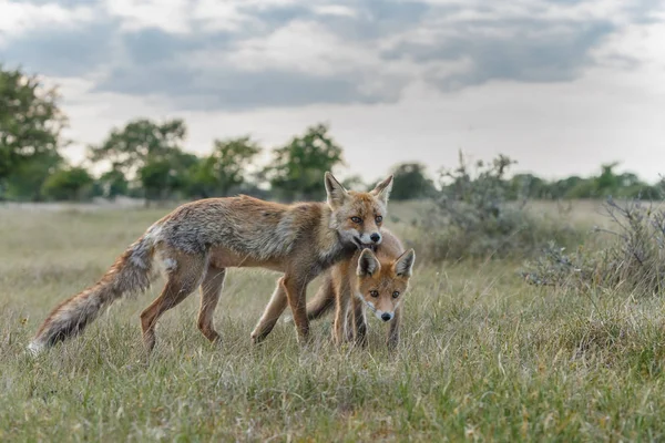 Twee red fox welpen — Stockfoto