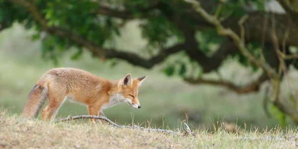 Cachorro de zorro rojo en naturaleza —  Fotos de Stock