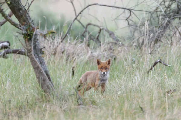 Cachorro de zorro rojo en naturaleza — Foto de Stock