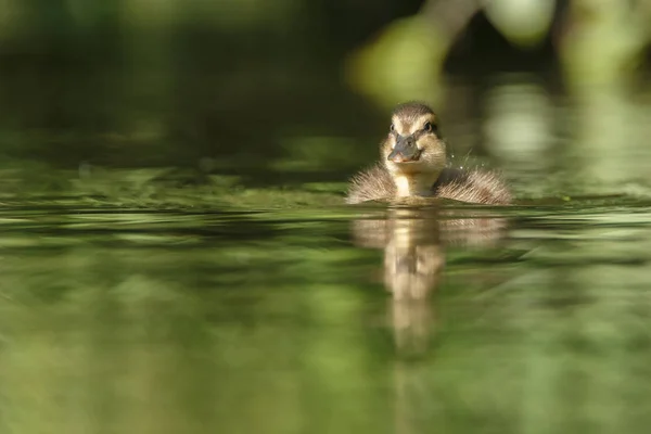 Malá kachna plavání na jezeře. — Stock fotografie