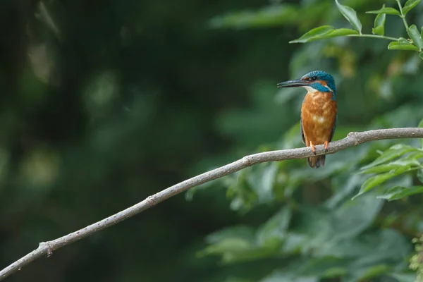 Kingfisher em um pólo em luz da noite — Fotografia de Stock