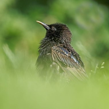 Starling doğada yeşil bir ortamda