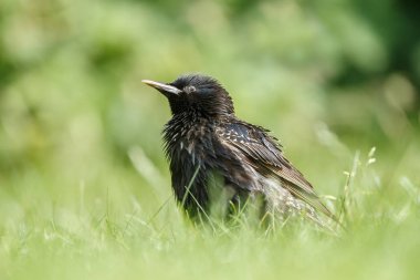 Starling doğada yeşil bir ortamda