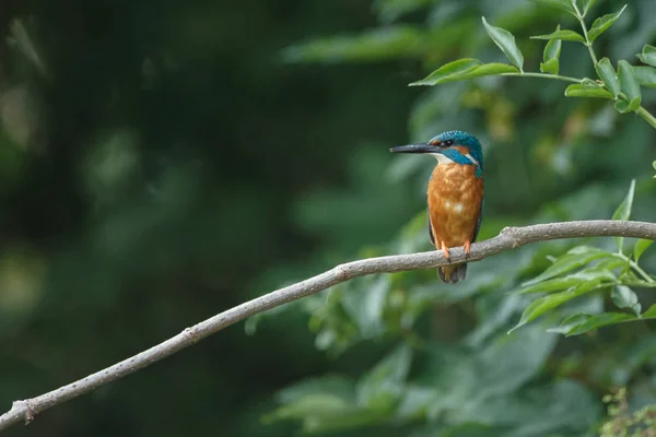 Kingfisher on a pole in evening light — Stock Photo, Image