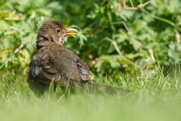 Špaček v zeleném prostředí v přírodě — Stock fotografie