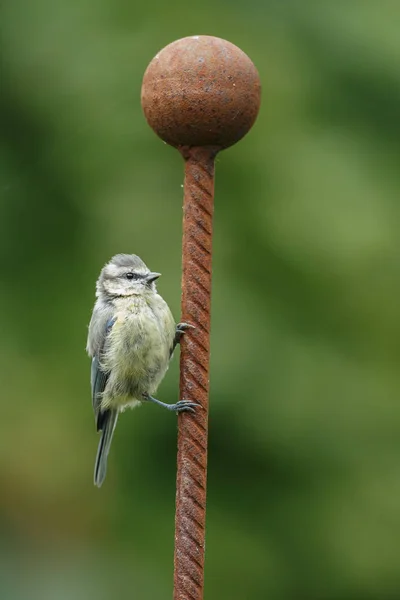 Blue tit juvenile bird — Stock Photo, Image