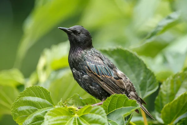 Starling dalam pengaturan hijau di alam — Stok Foto