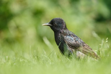 Starling doğada yeşil bir ortamda