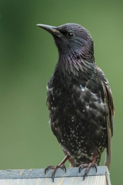 Sığırcık kuşu oturan