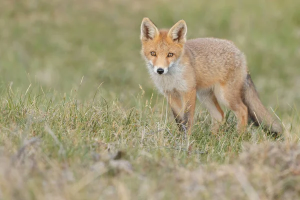 Raposa vermelha filhote na natureza — Fotografia de Stock