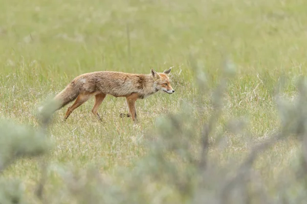 Κόκκινη αλεπού cub στη φύση — Φωτογραφία Αρχείου