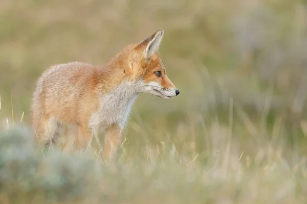 Κόκκινη αλεπού cub στη φύση — Φωτογραφία Αρχείου