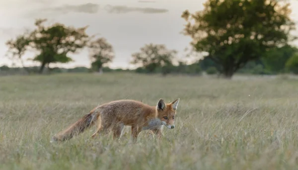 Raposa vermelha filhote na natureza — Fotografia de Stock