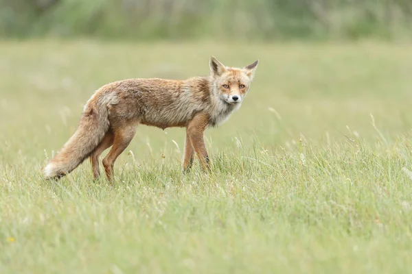 Red fox mládě v přírodě — Stock fotografie