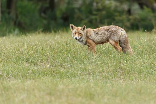 Κόκκινη αλεπού cub στη φύση — Φωτογραφία Αρχείου