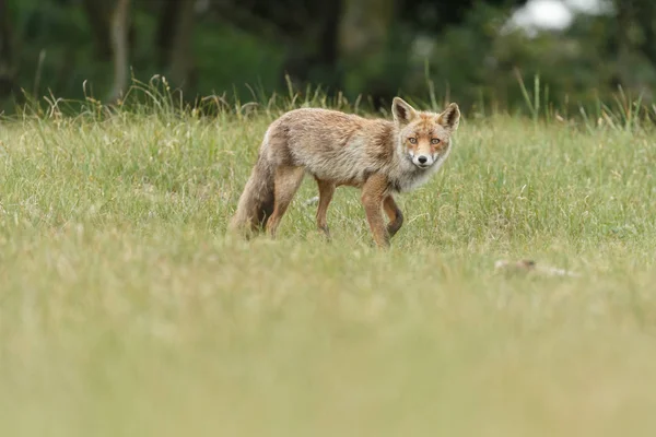 Raposa vermelha filhote na natureza — Fotografia de Stock