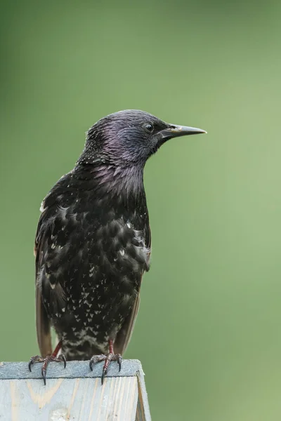 Starling pták sedící — Stock fotografie