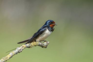 Ahır kırlangıcı (Hirundo rustica)
