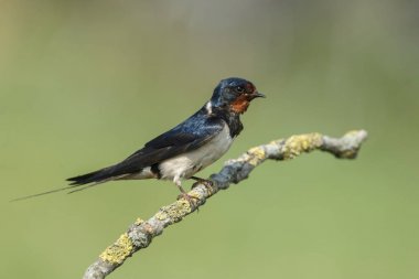 Ahır kırlangıcı (Hirundo rustica)