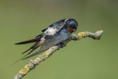Ahır kırlangıcı (Hirundo rustica)