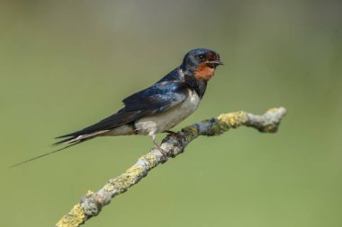 Ahır kırlangıcı (Hirundo rustica)
