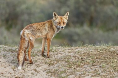 Kırmızı tilki yavrusu doğa 